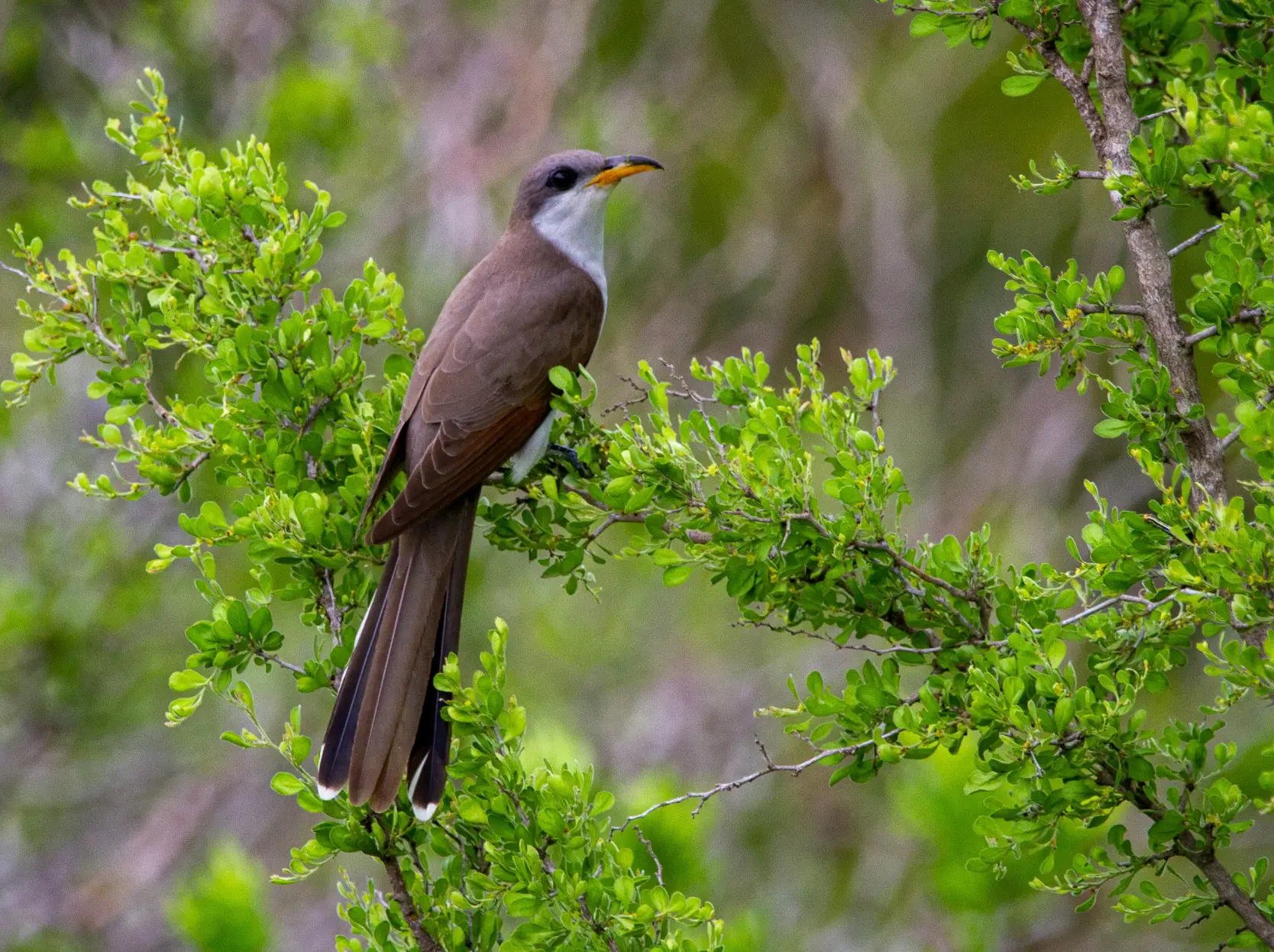 A bird sitting in a tree