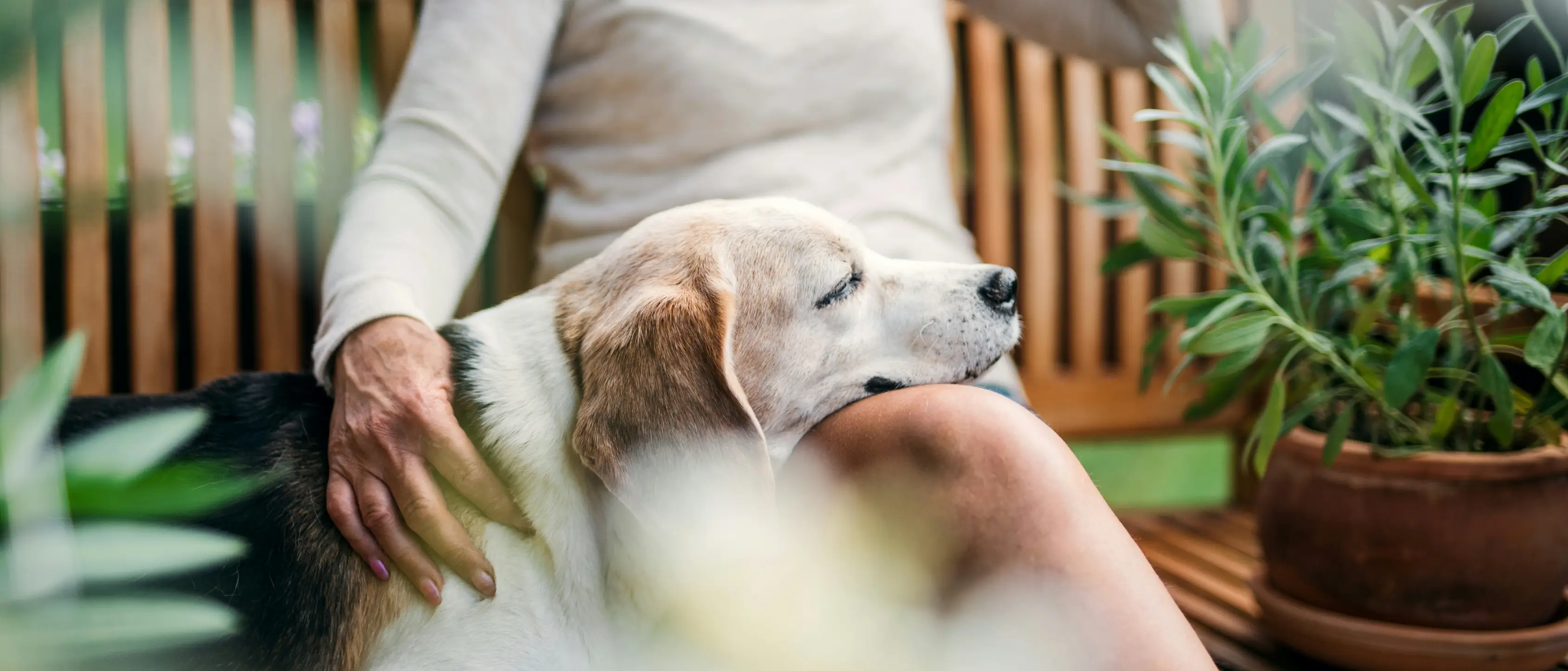 Woman and dog sitting on a bench