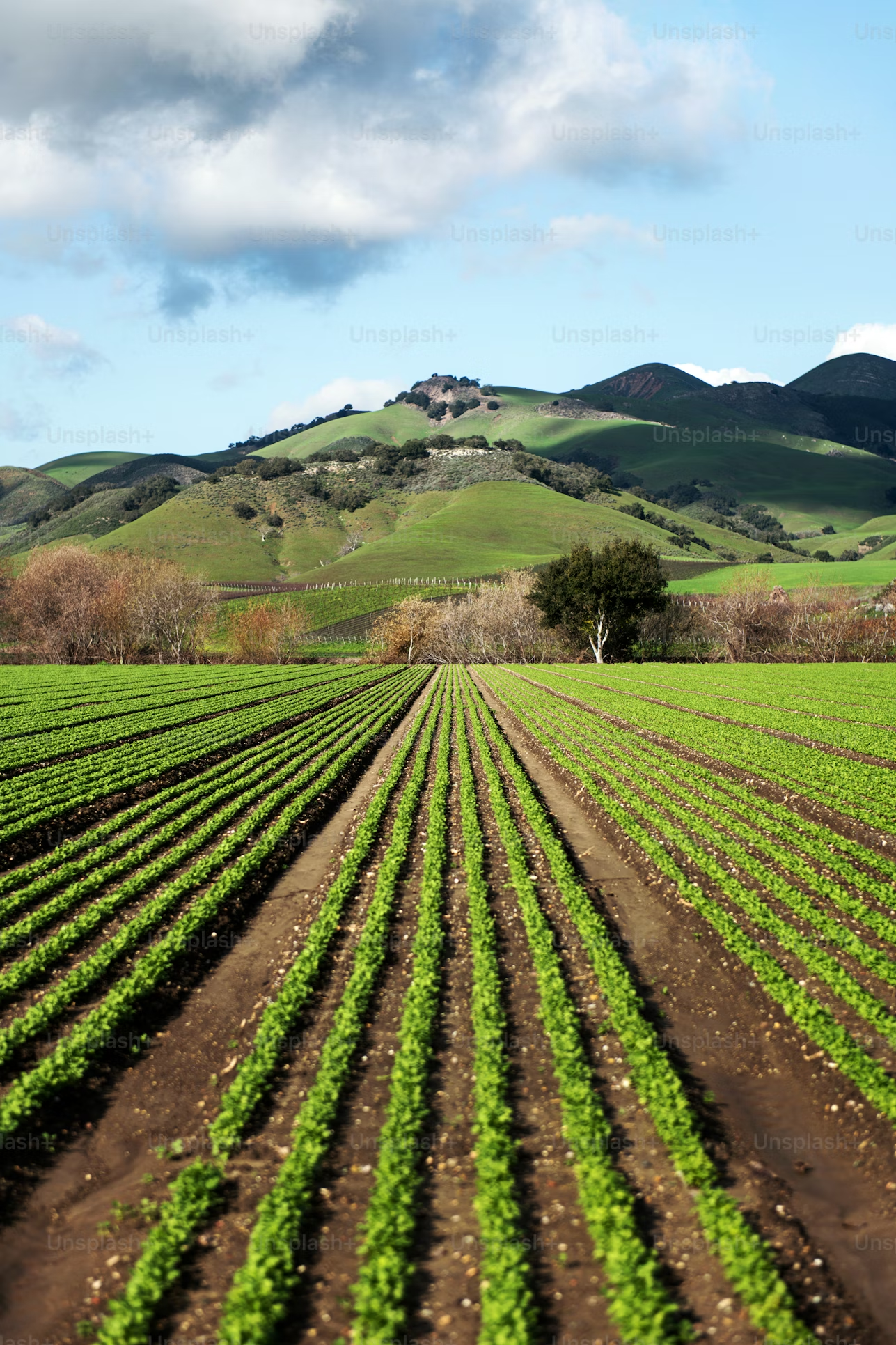 Central Valley landscape